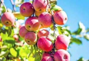 cripps pink