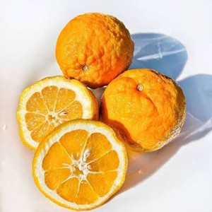 bitter orange