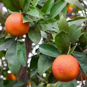 blood orange