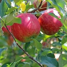 fuji apple