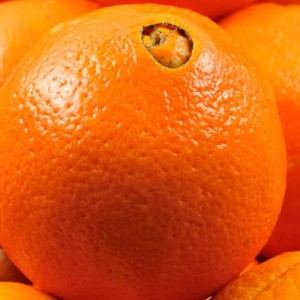 navel orange